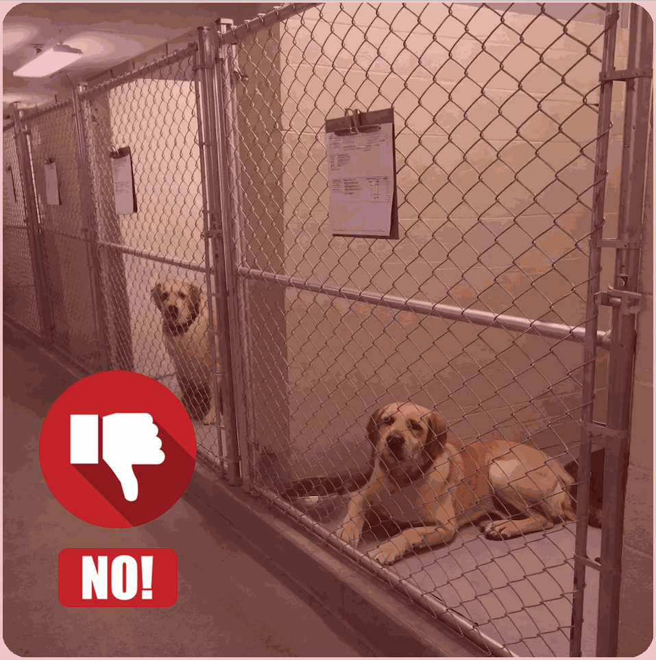 Typical dog boarding example