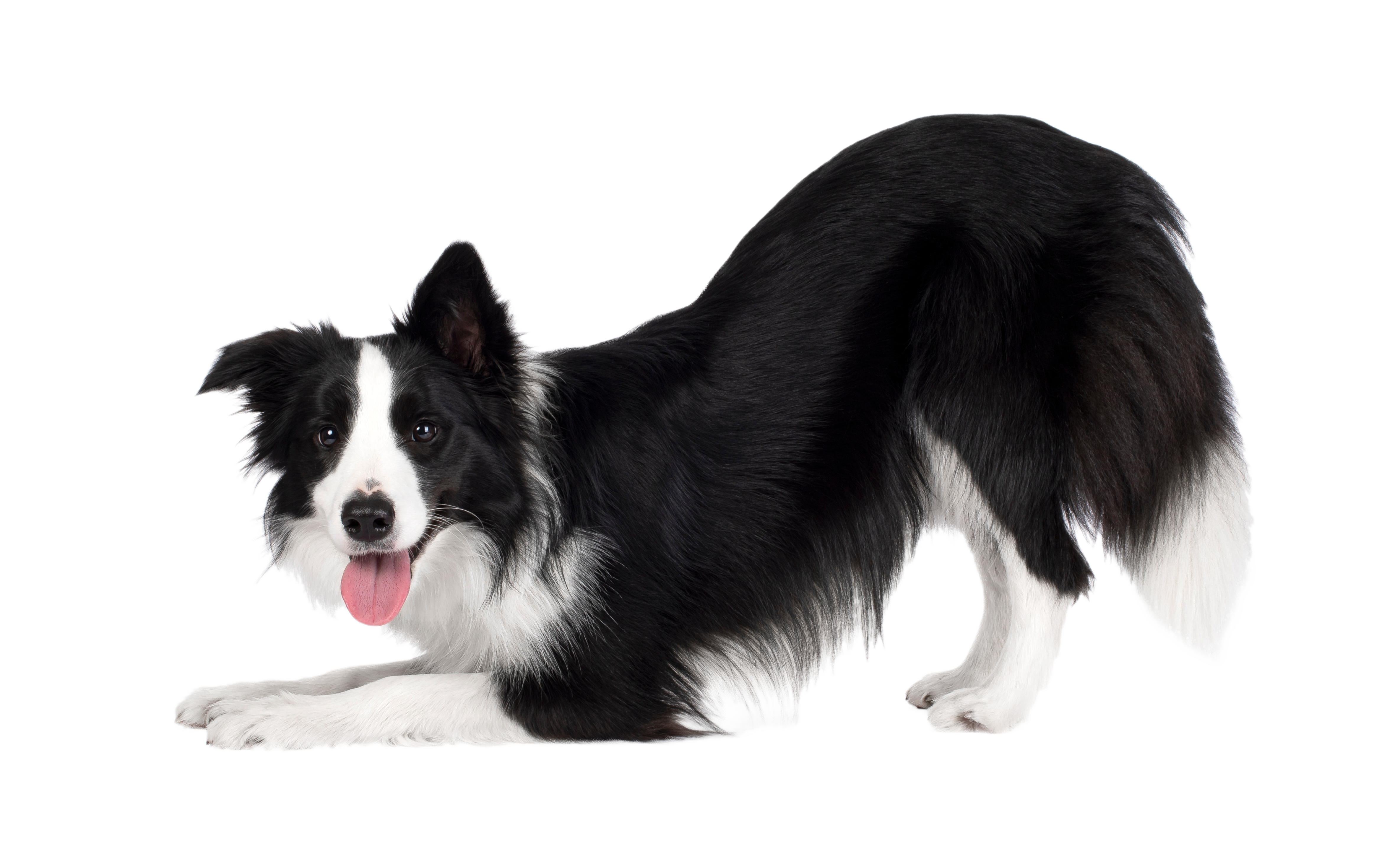 Pet Care Service