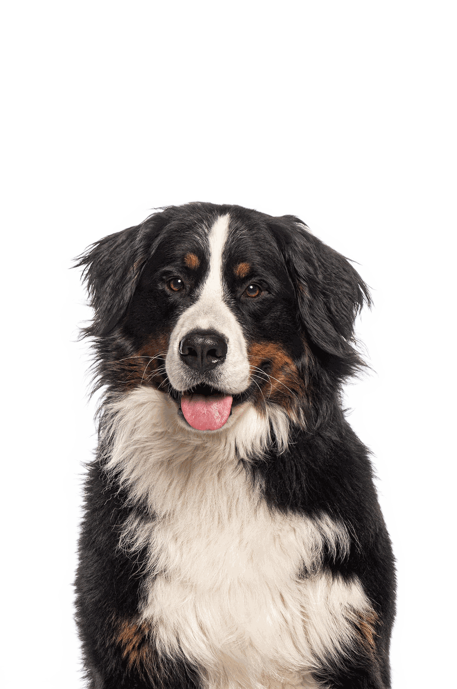 Happy dog at K9 Rox Club Las Vegas referral program
