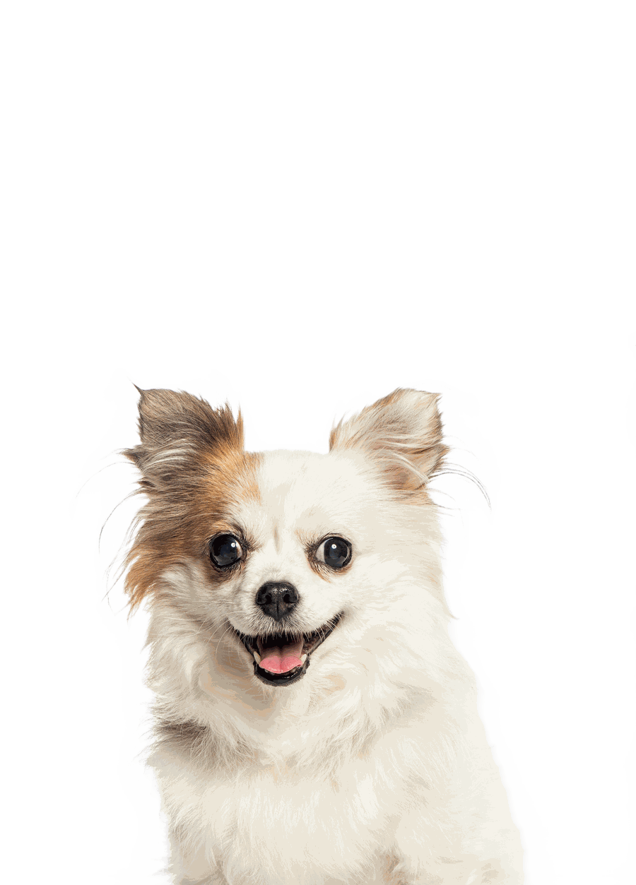 K9 Rox Club Las Vegas services and rates