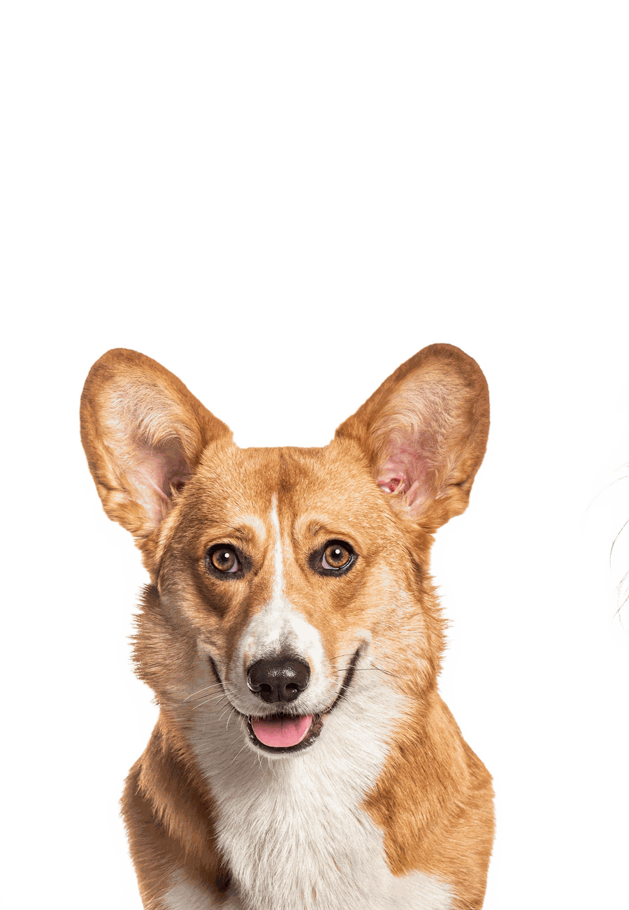 Dog training at K9 Rox Club Las Vegas