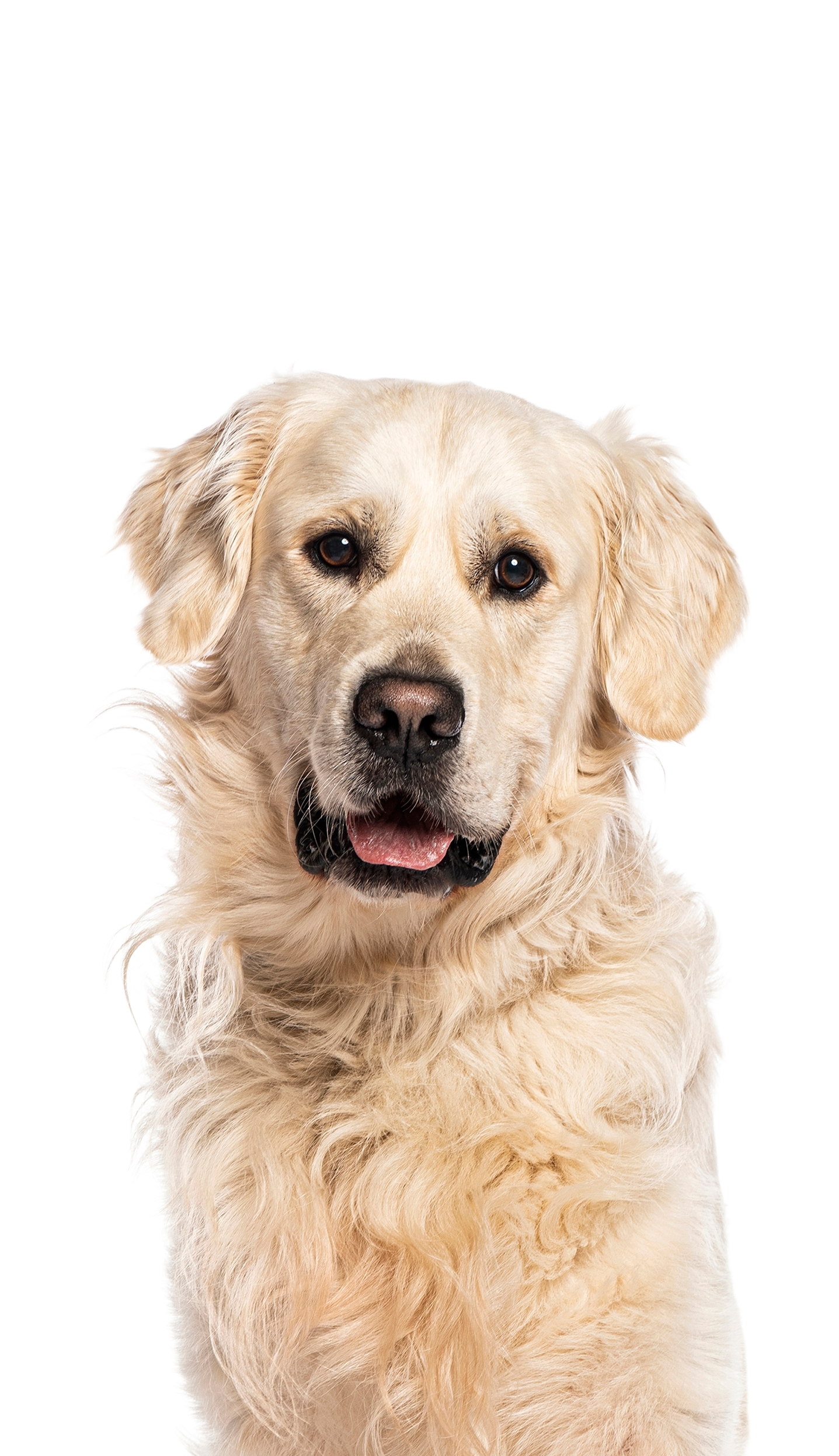 Pet Care Service