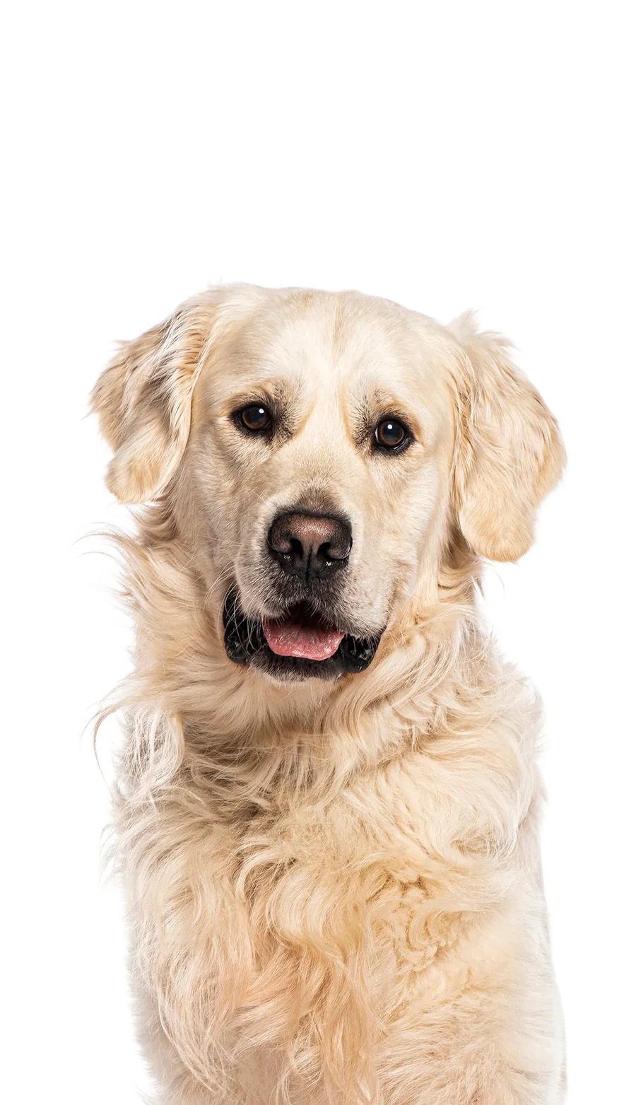K9 Rox Club Las Vegas — contact us