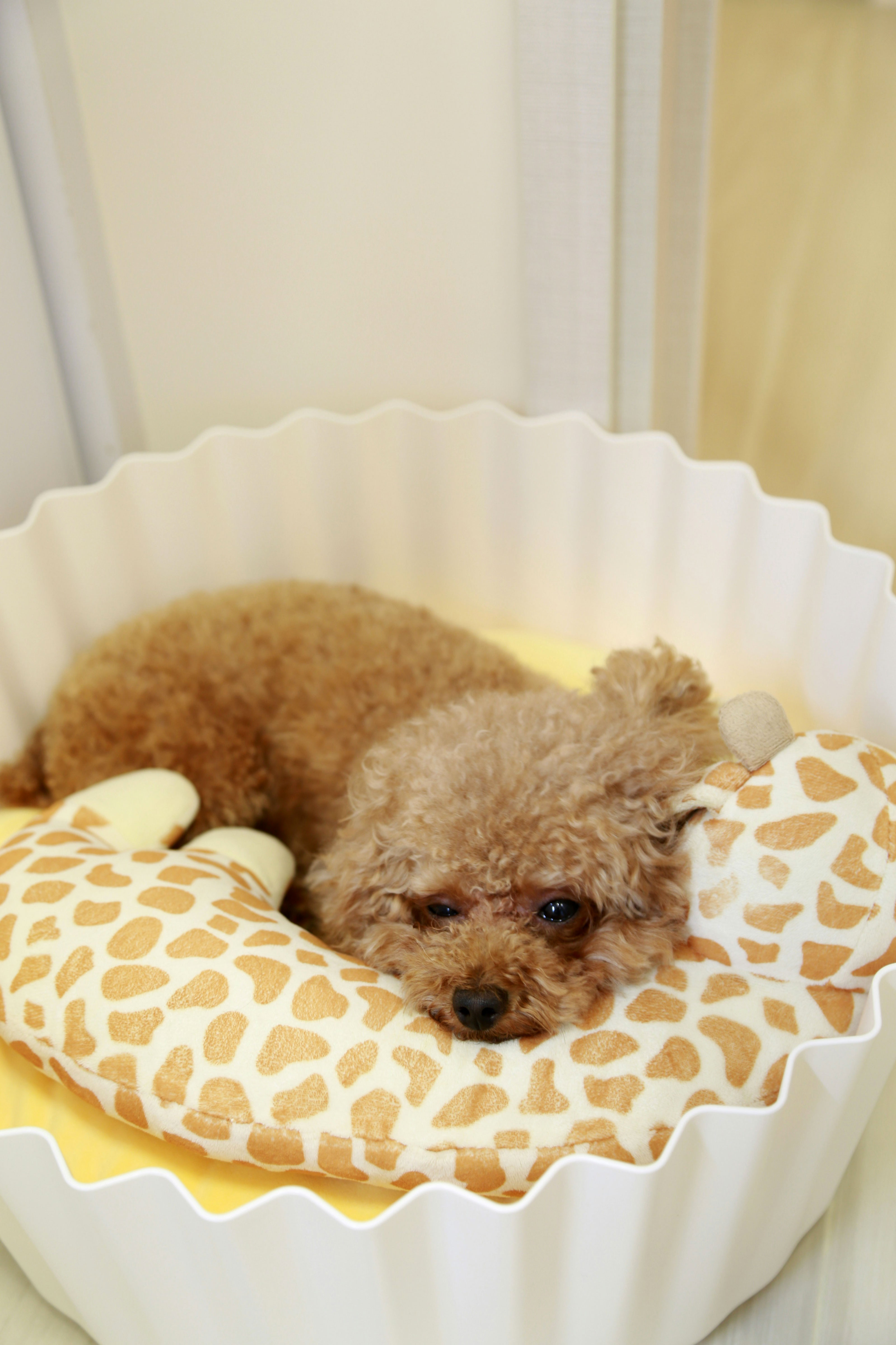 Comfortable overnight dog boarding suite