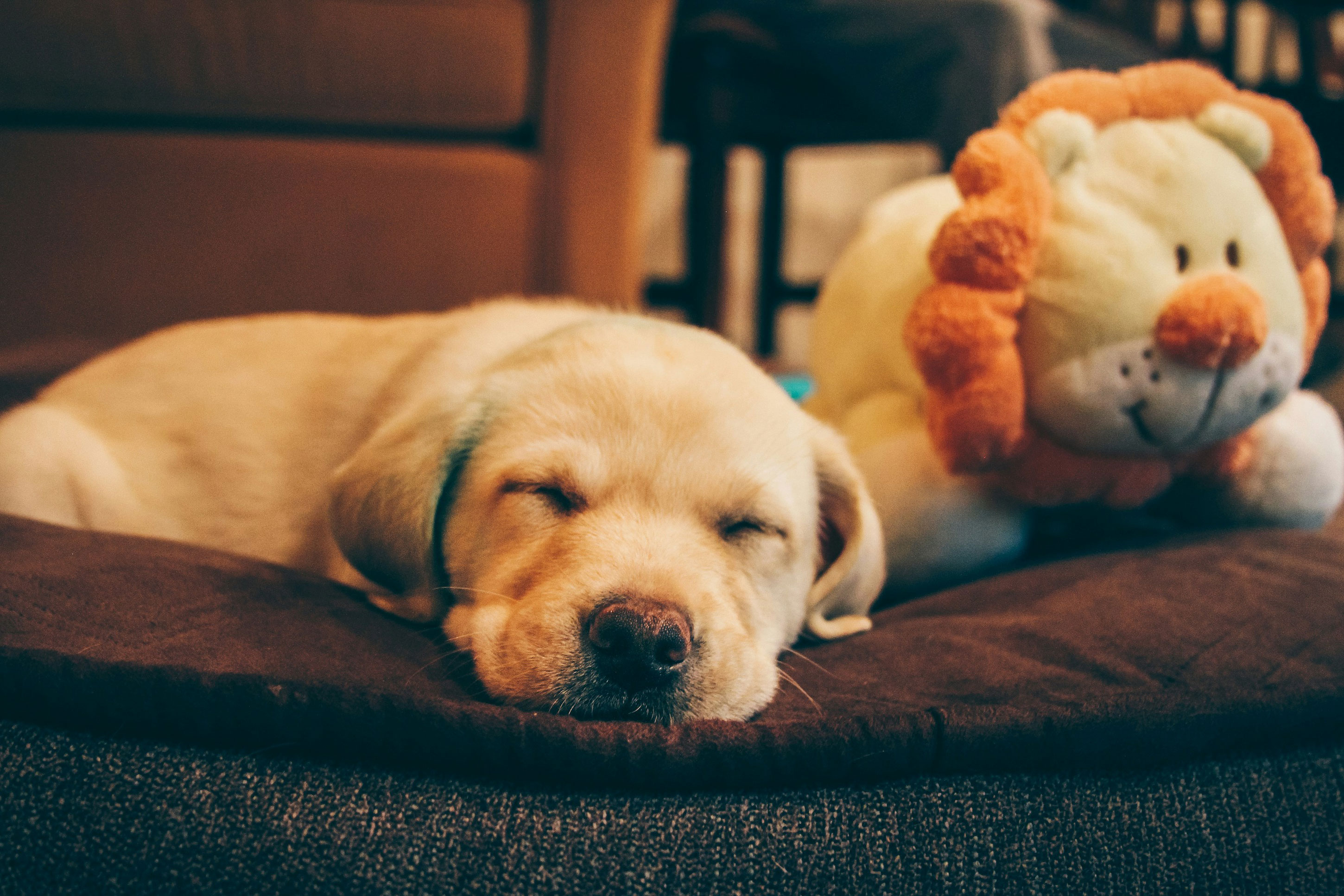 Dog resting comfortably during an overnight boarding stay