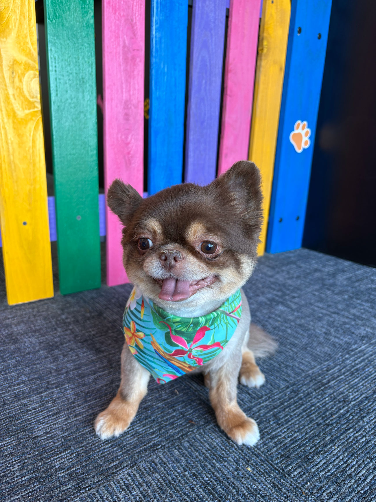 Pet Image