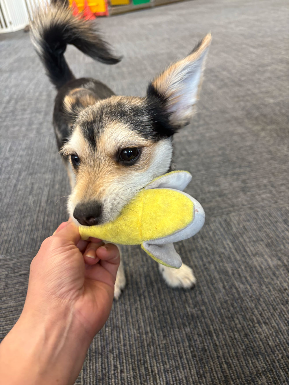 Pet Image