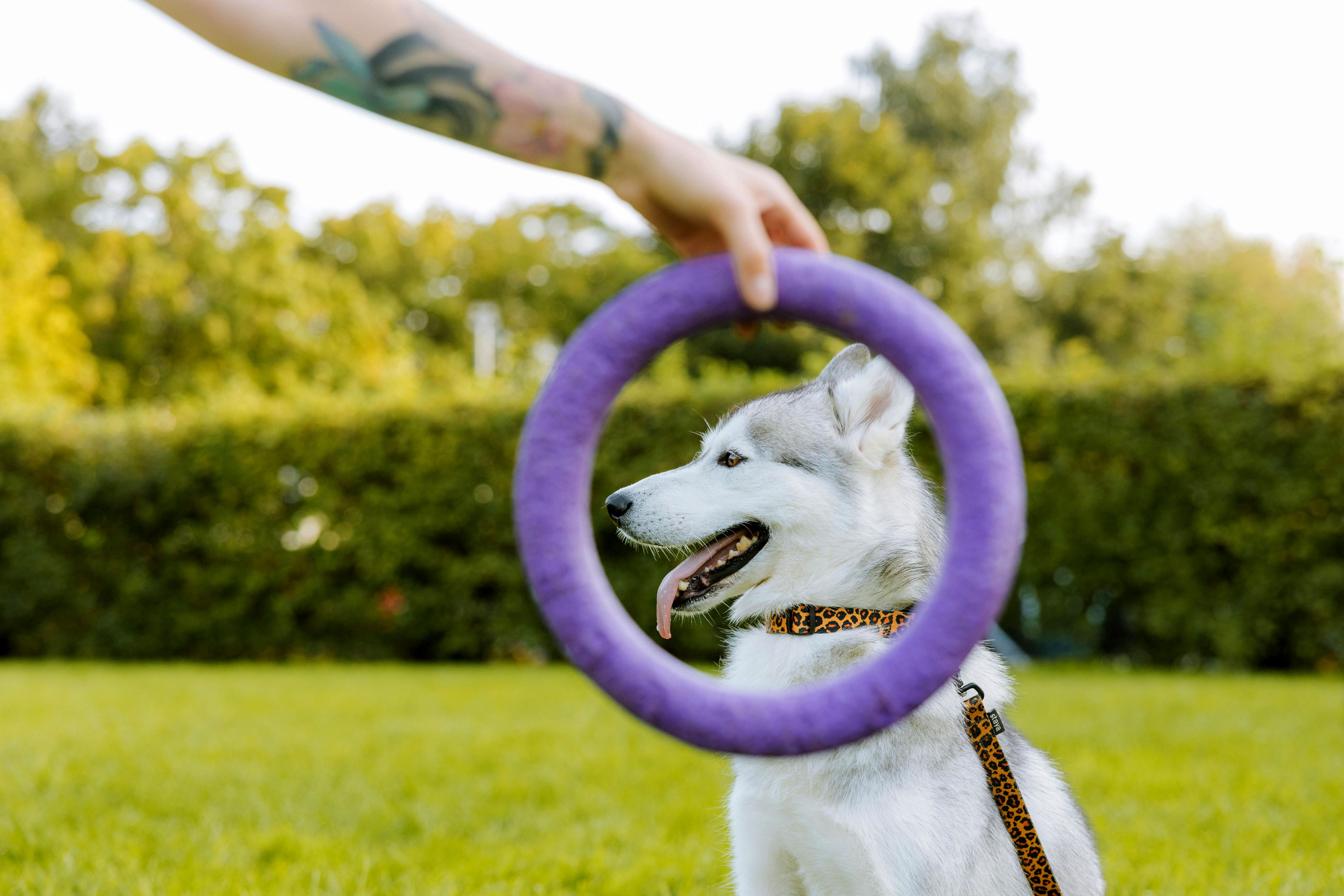 Pet Care Service