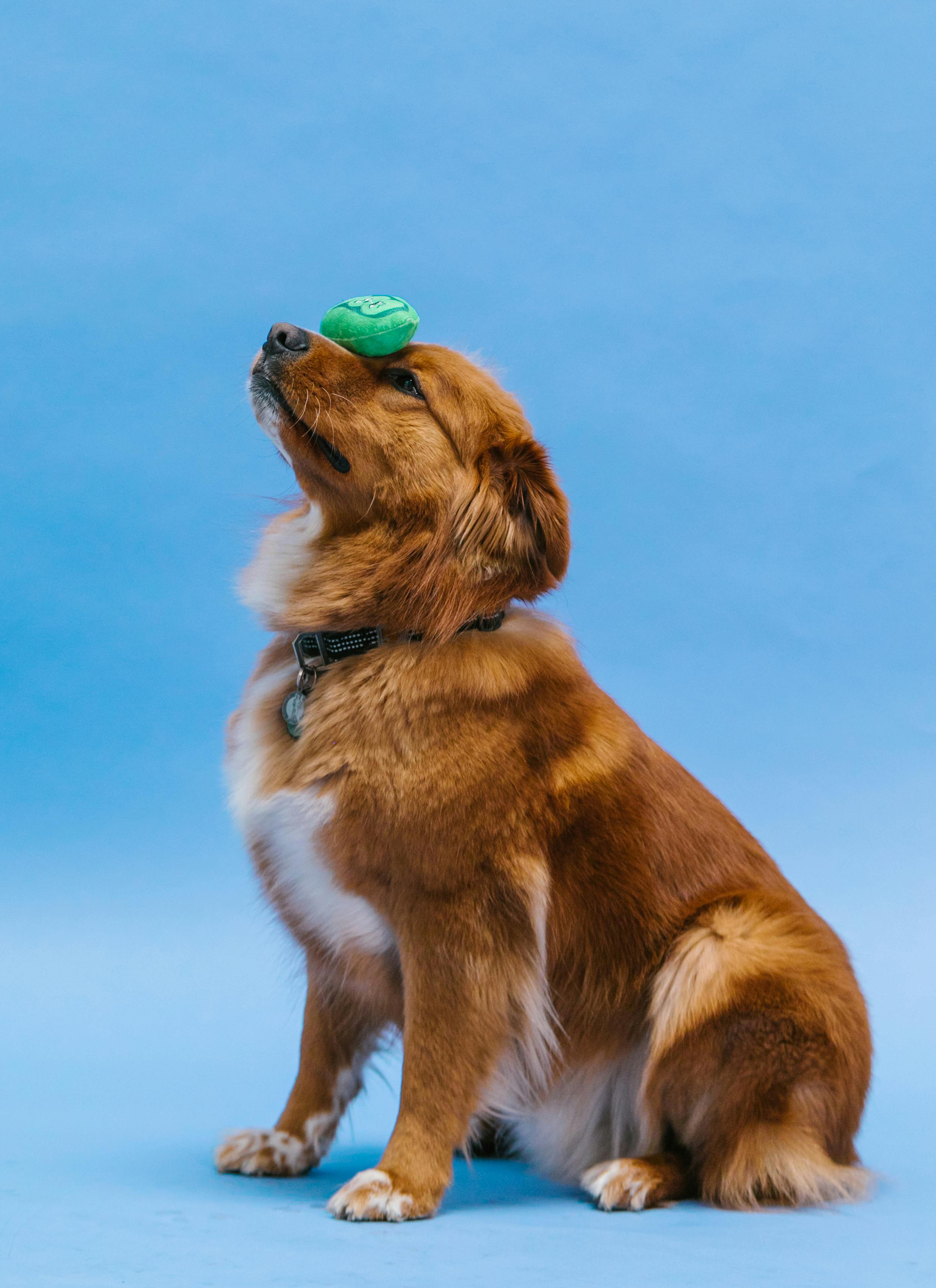 Pet Care Service