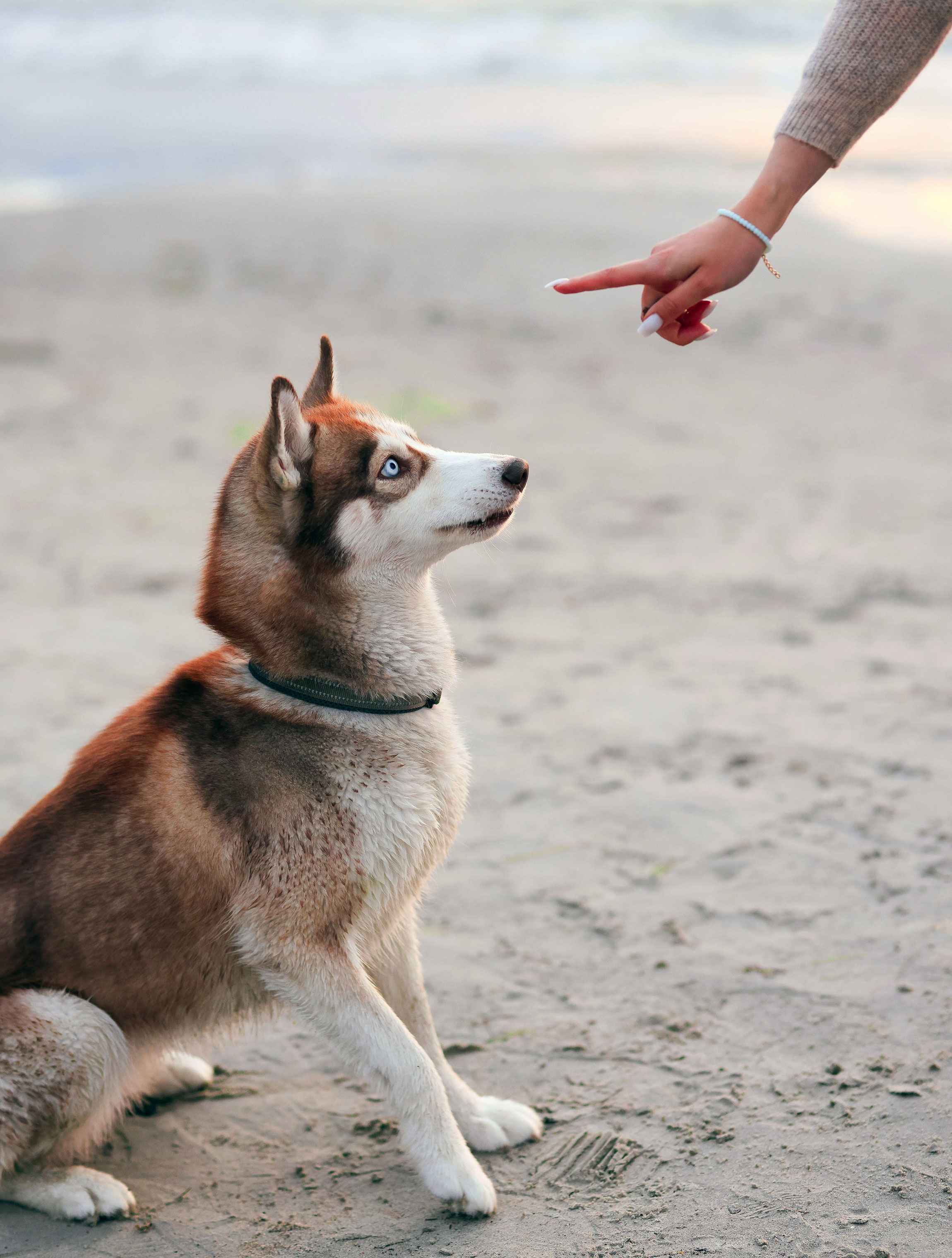 Pet Care Service