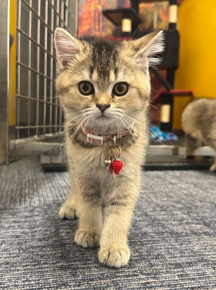 Cat at K9 Rox Club cat grooming in Las Vegas