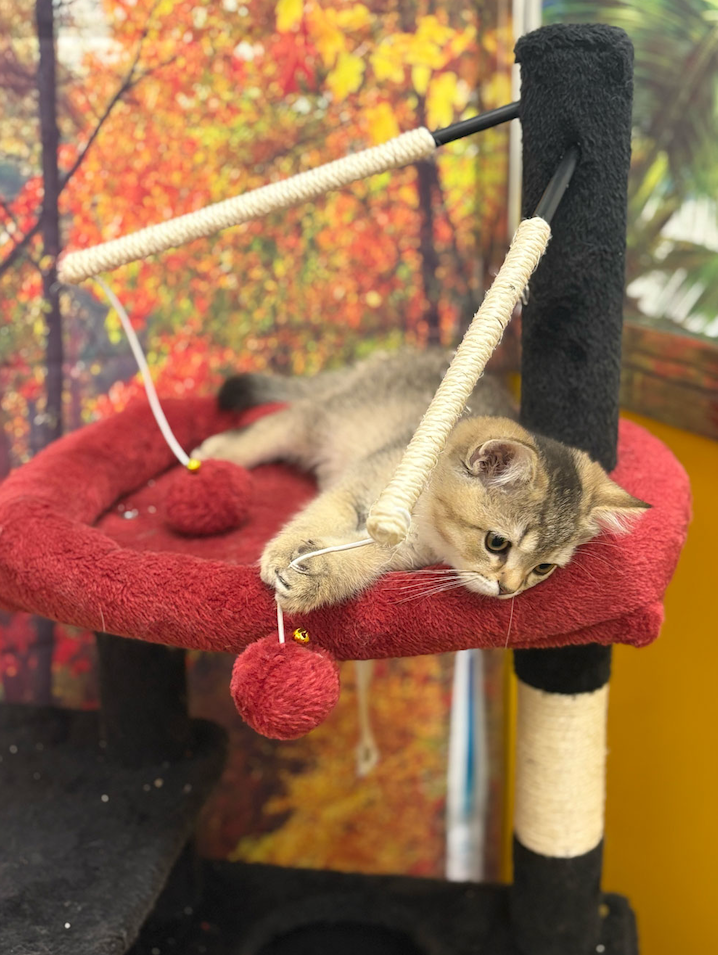 Quiet enrichment space for boarding pets