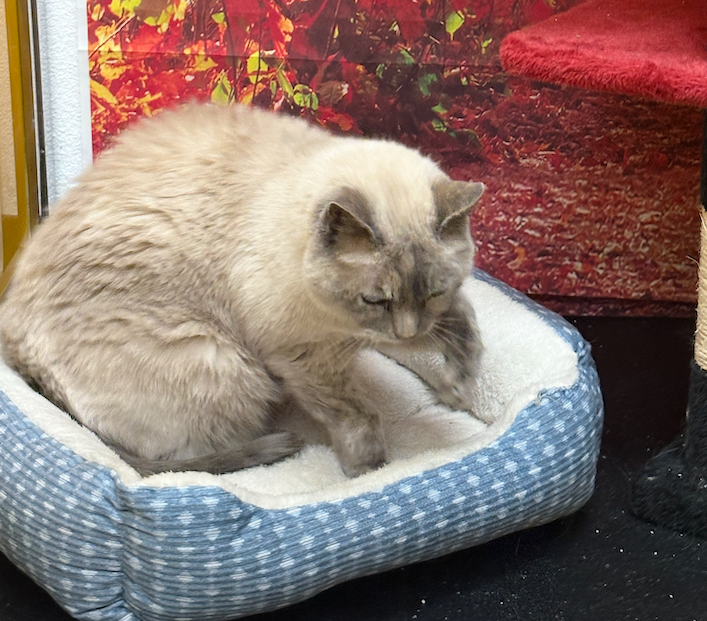 Blanket from home for cat boarding