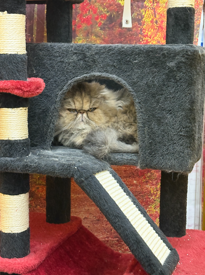 Calm cat grooming space at K9 Rox Club Las Vegas