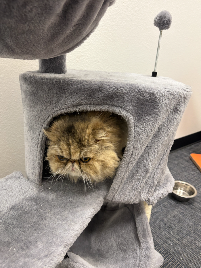 Cat treats for boarding