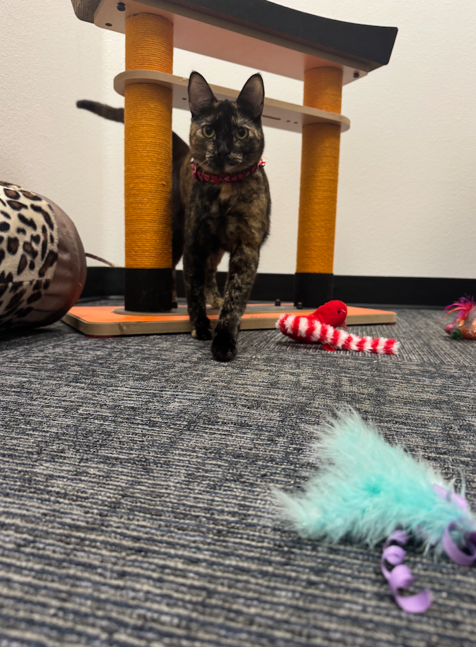 Gentle cat handling during grooming at K9 Rox Club