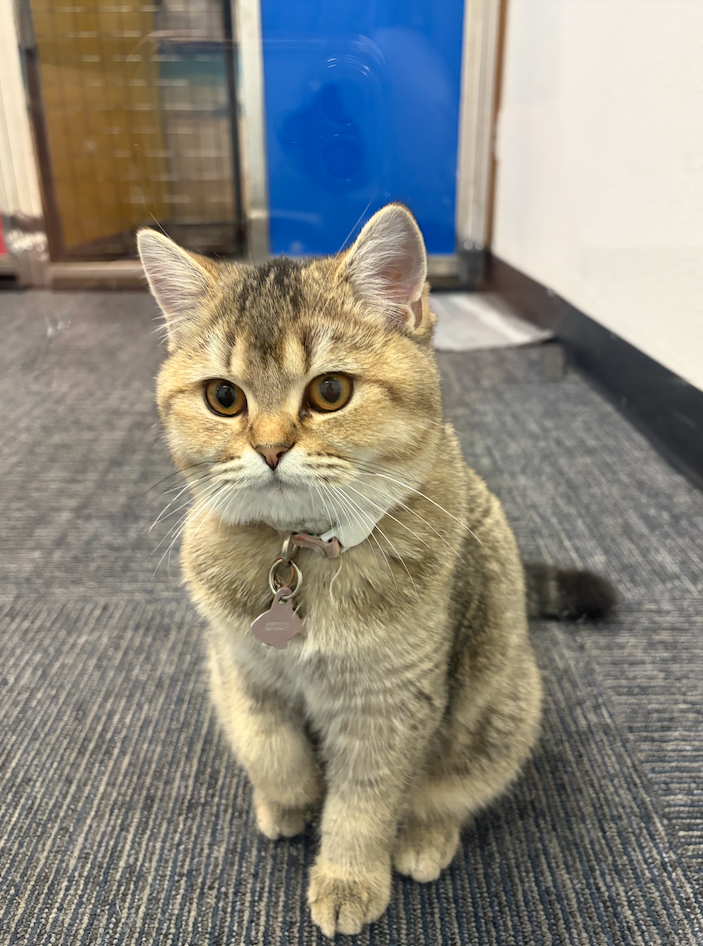 Premium cat boarding condo at K9 Rox Club Las Vegas