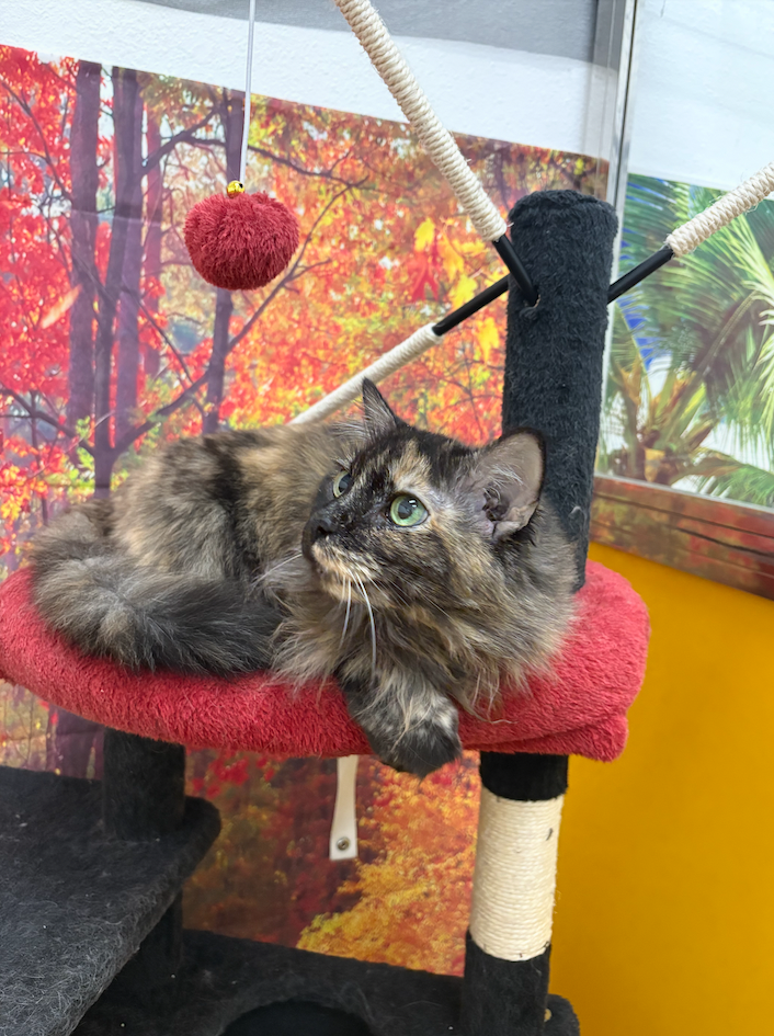Cat boarding area at K9 Rox Club Las Vegas