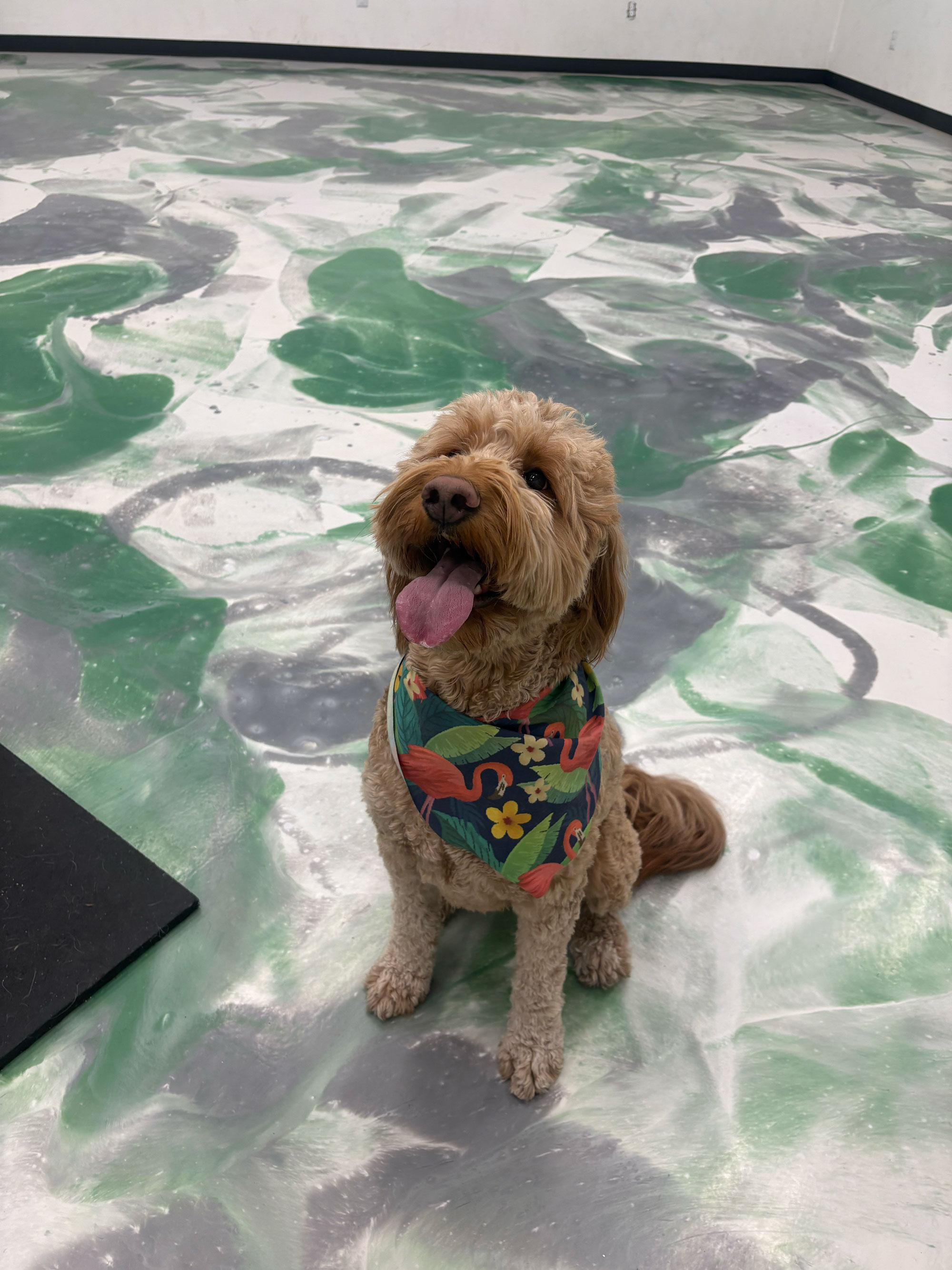Pet Image