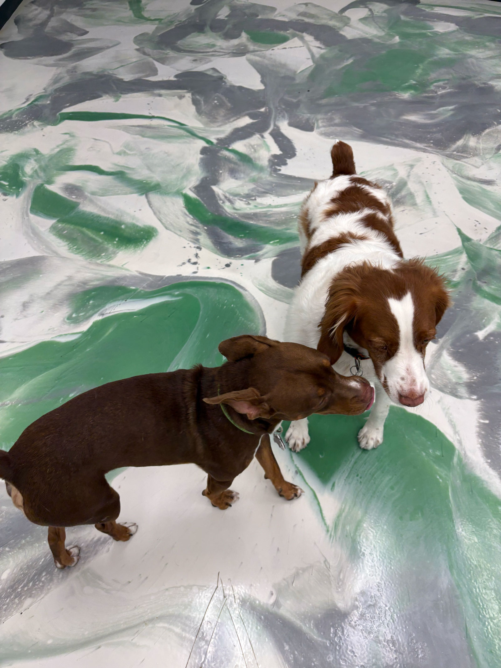 Pet Image