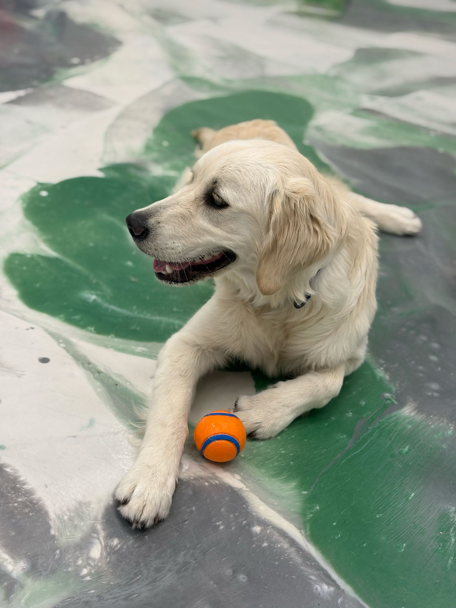 Pet Image