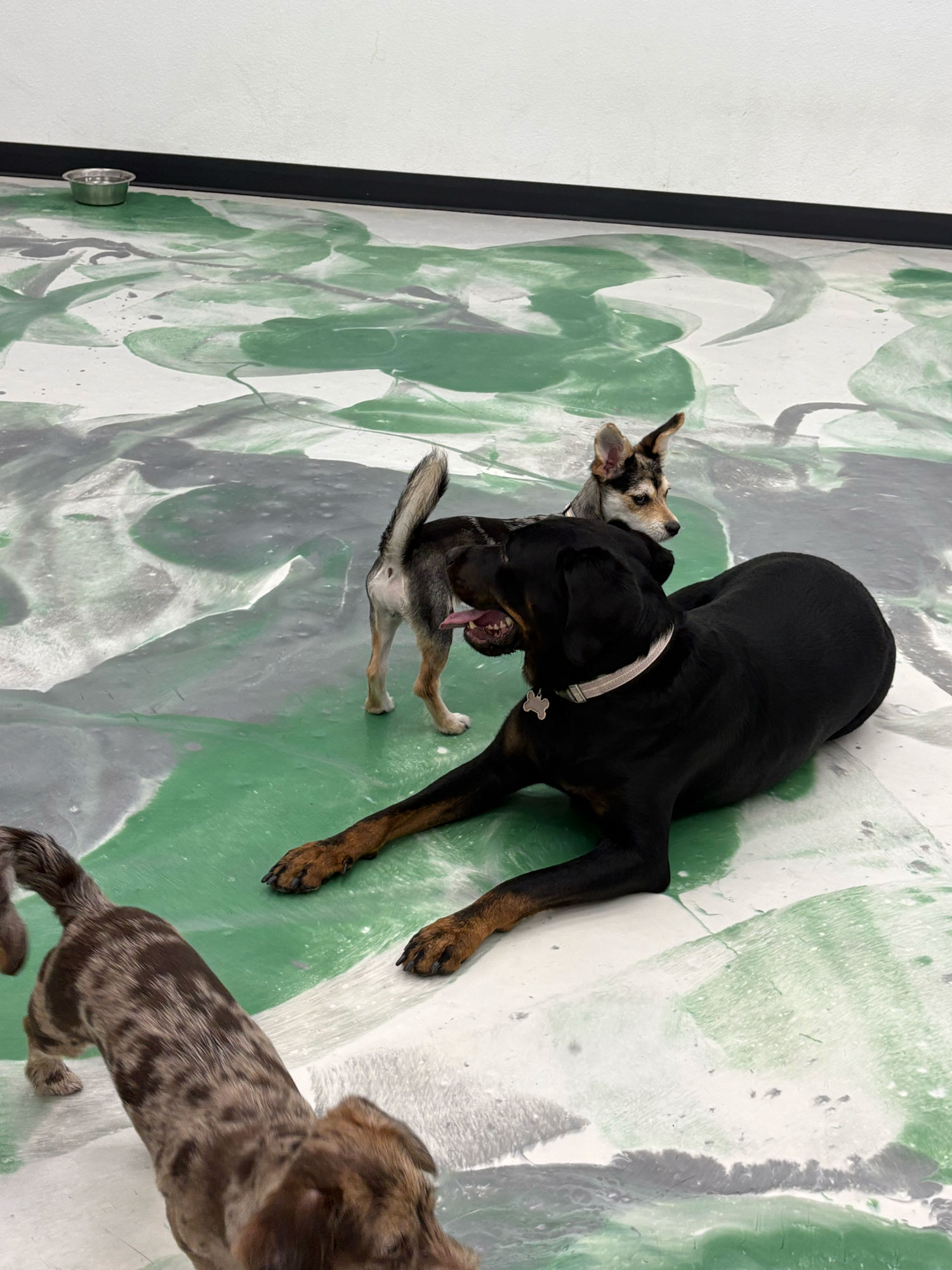 Pet Image