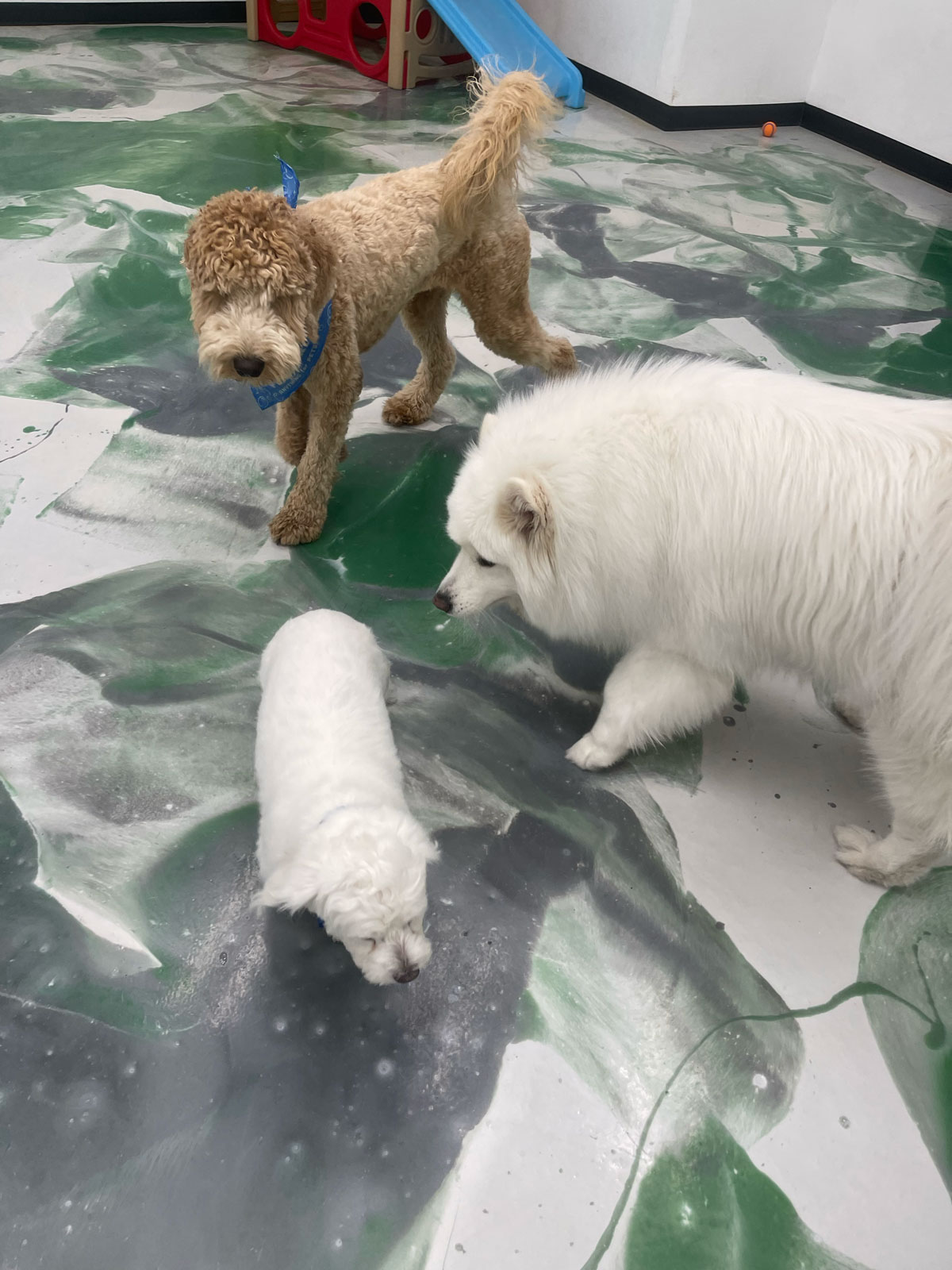 Pet Image