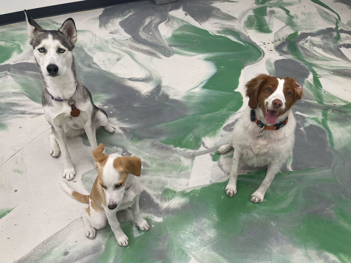 Pet Image