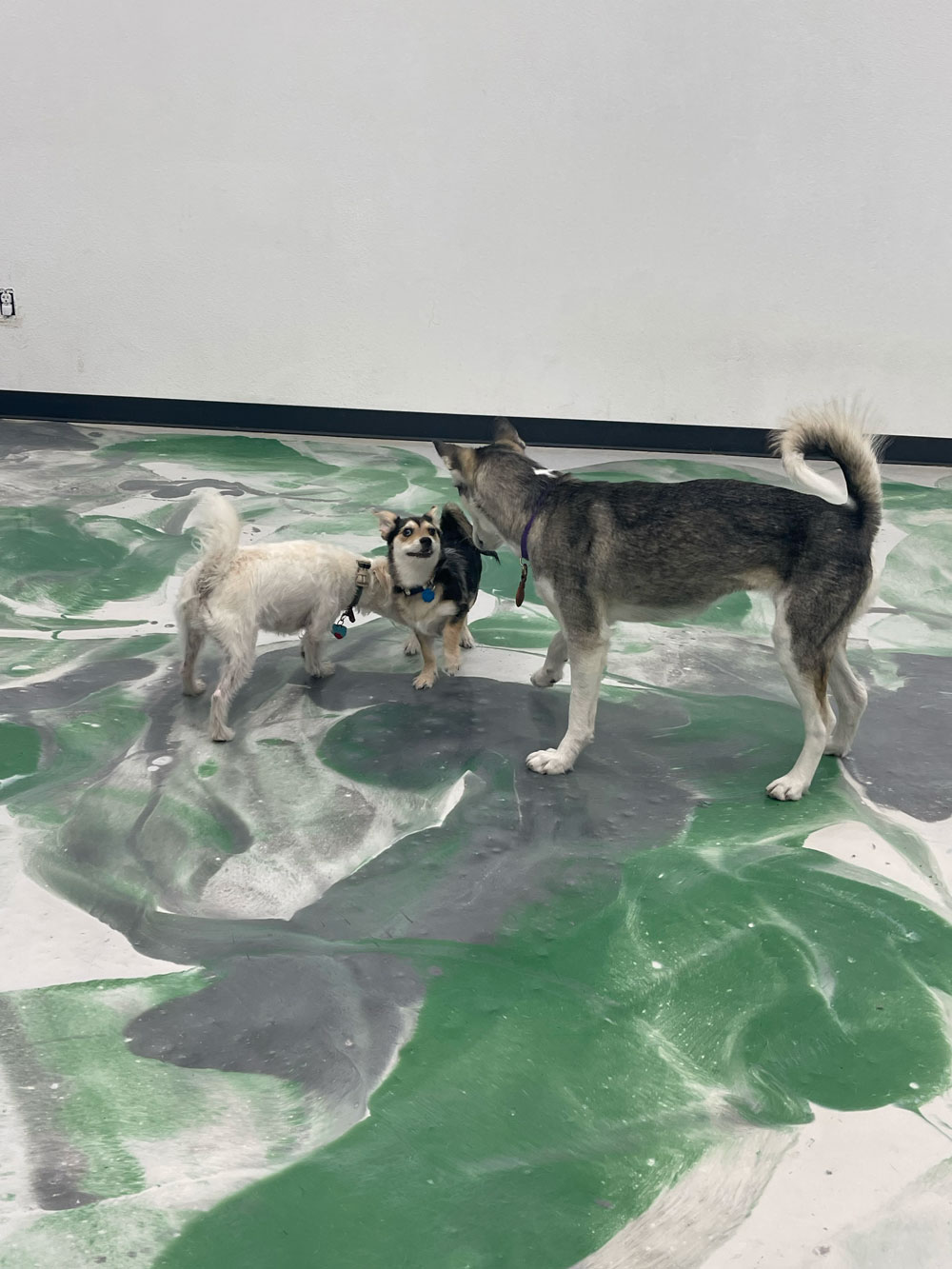 Pet Image