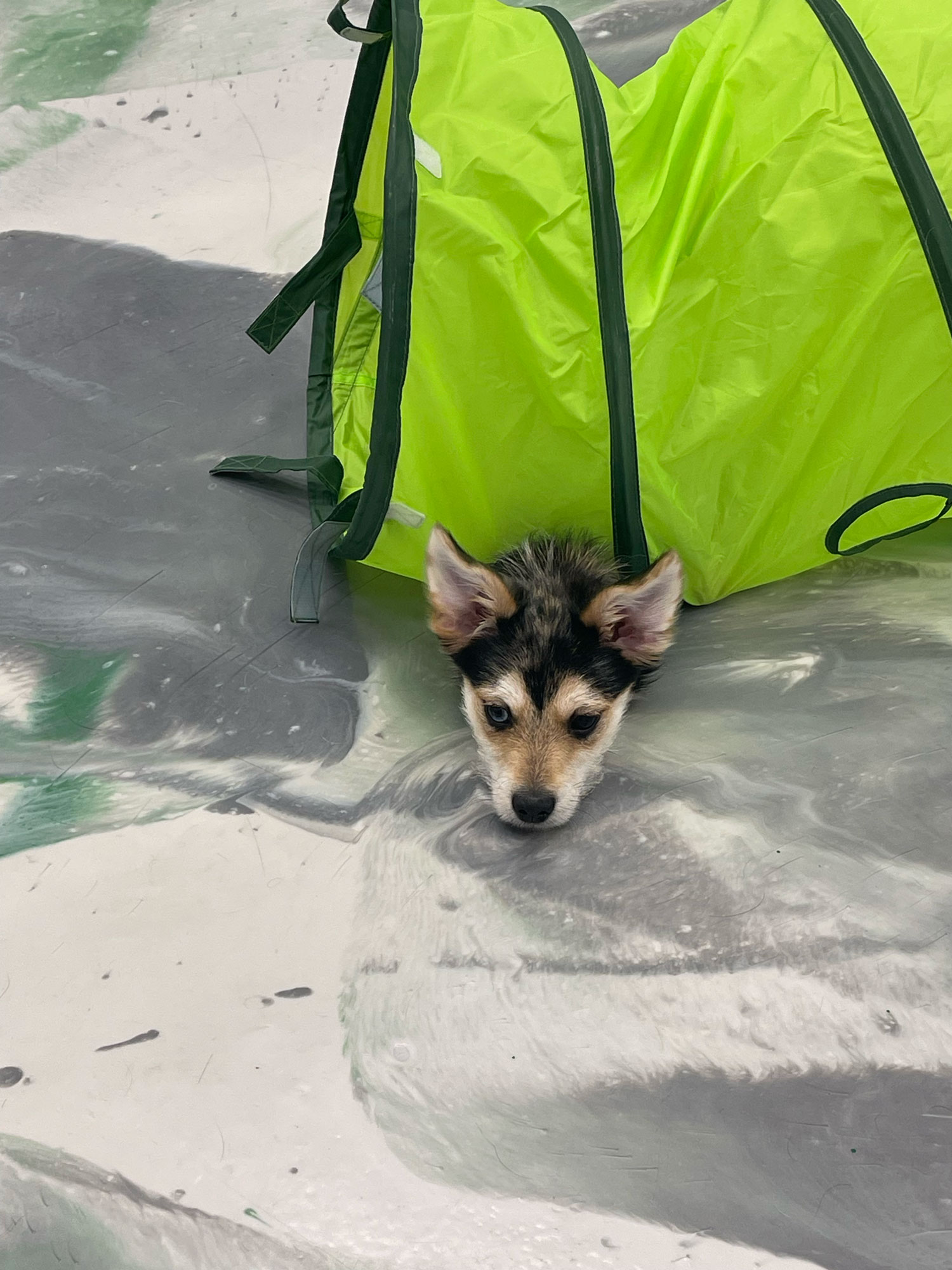 Pet Image