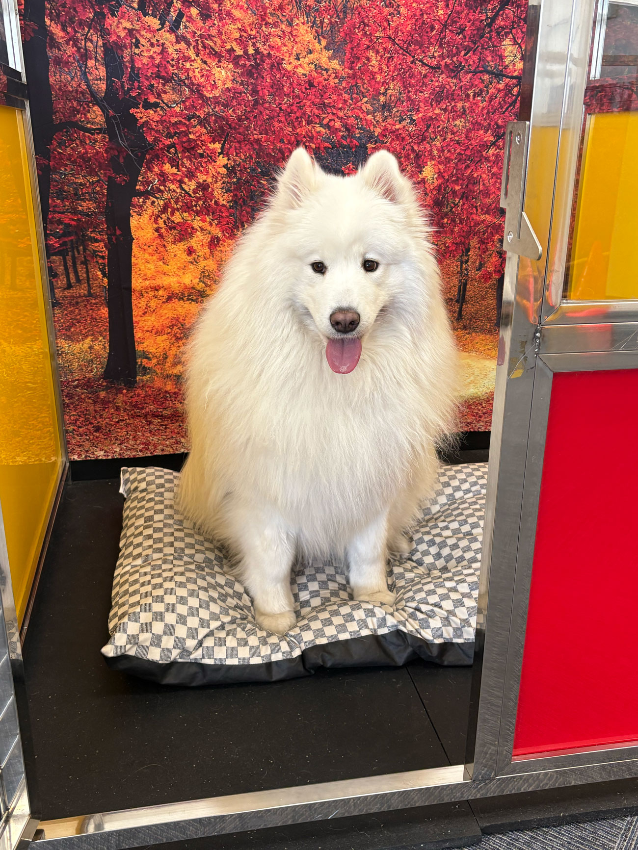 Pet Care Image
