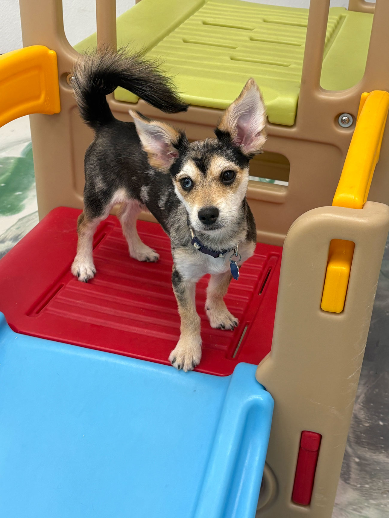 Pet Image