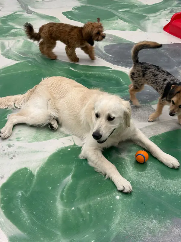 Play area at K9 Rox Club