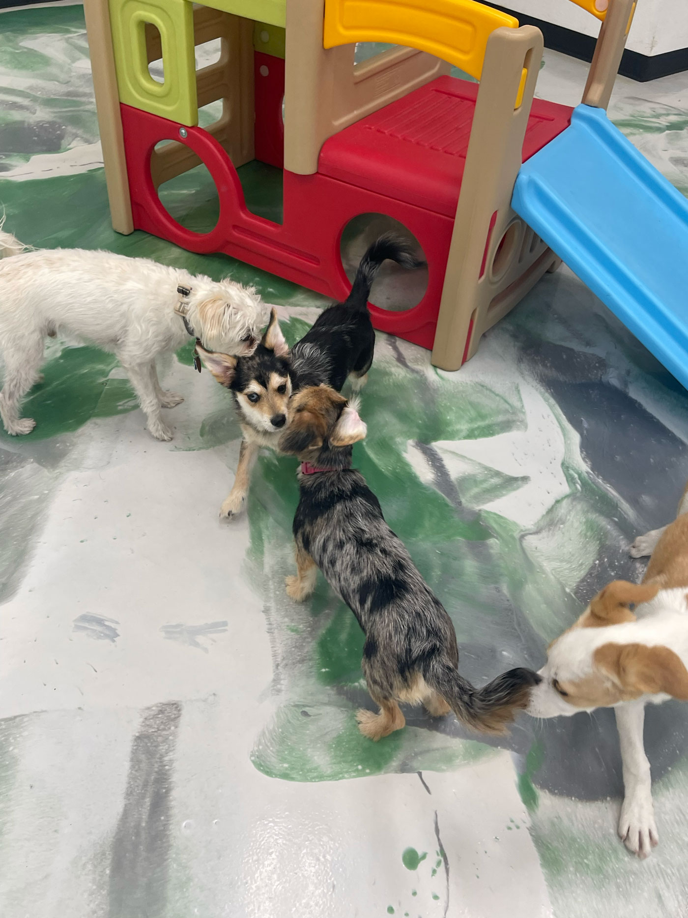 Pet Image