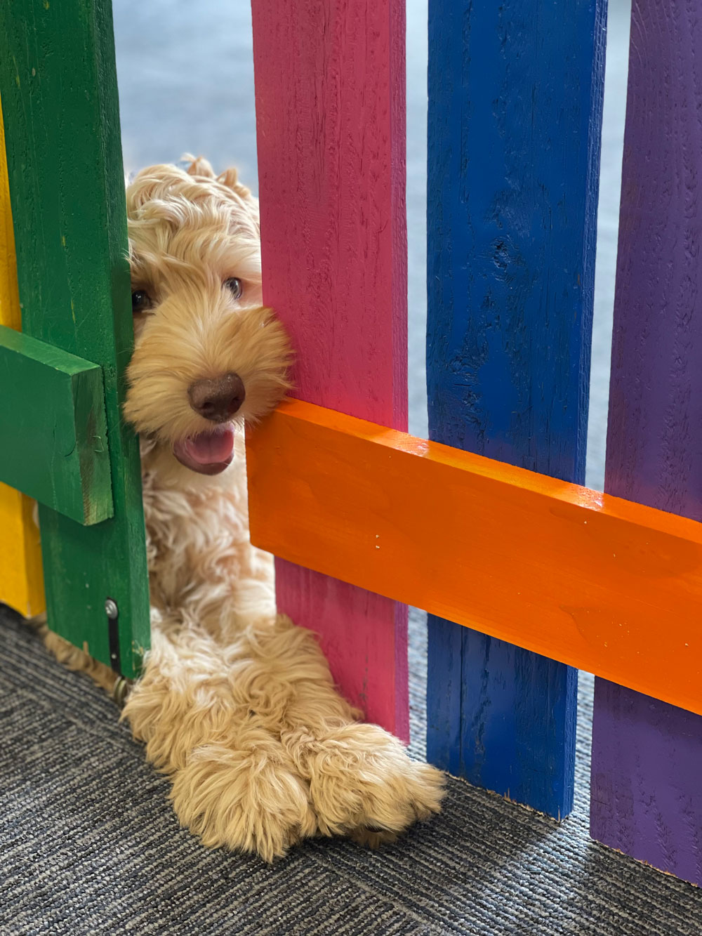 Pet Image