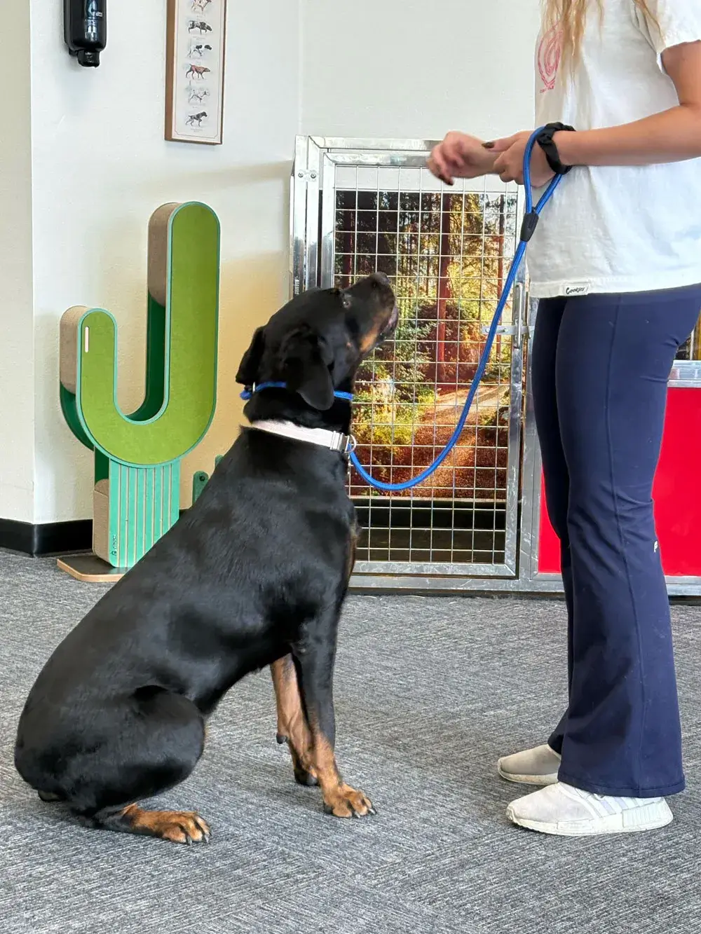 Supervised dog play at K9 Rox Club Las Vegas