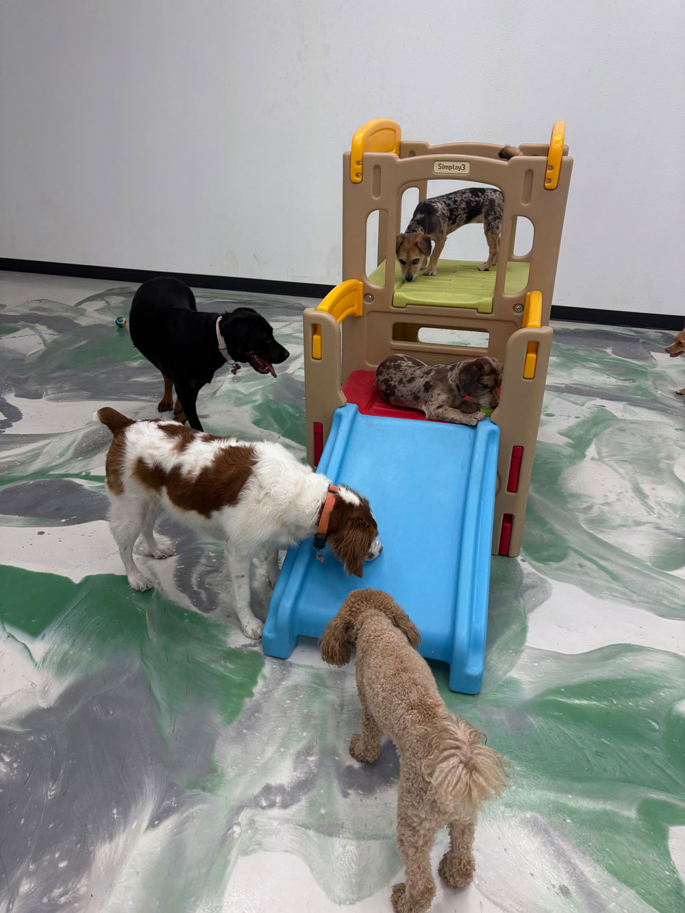Pet Image