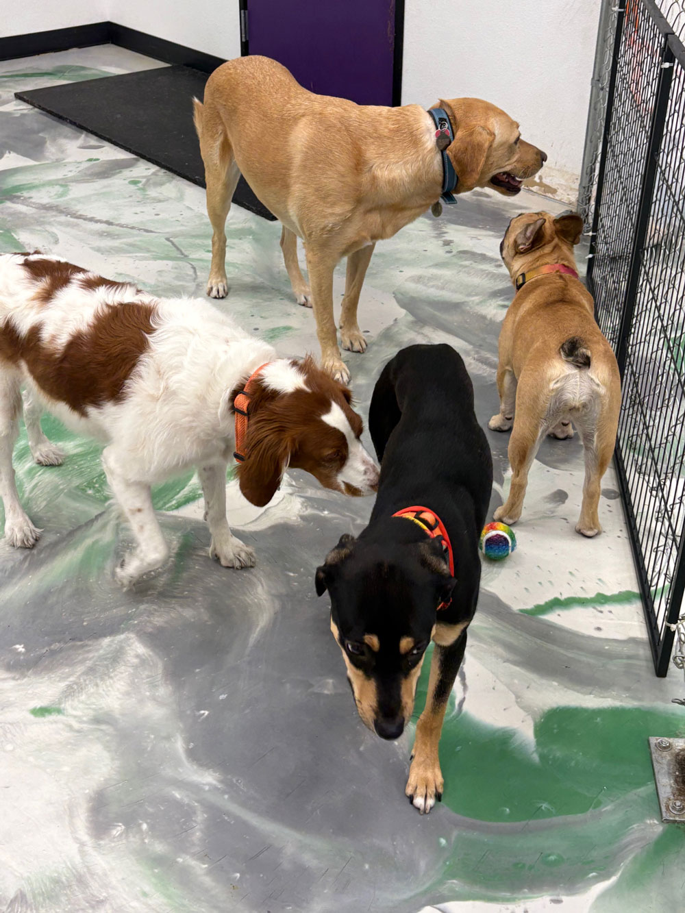 Pet Image