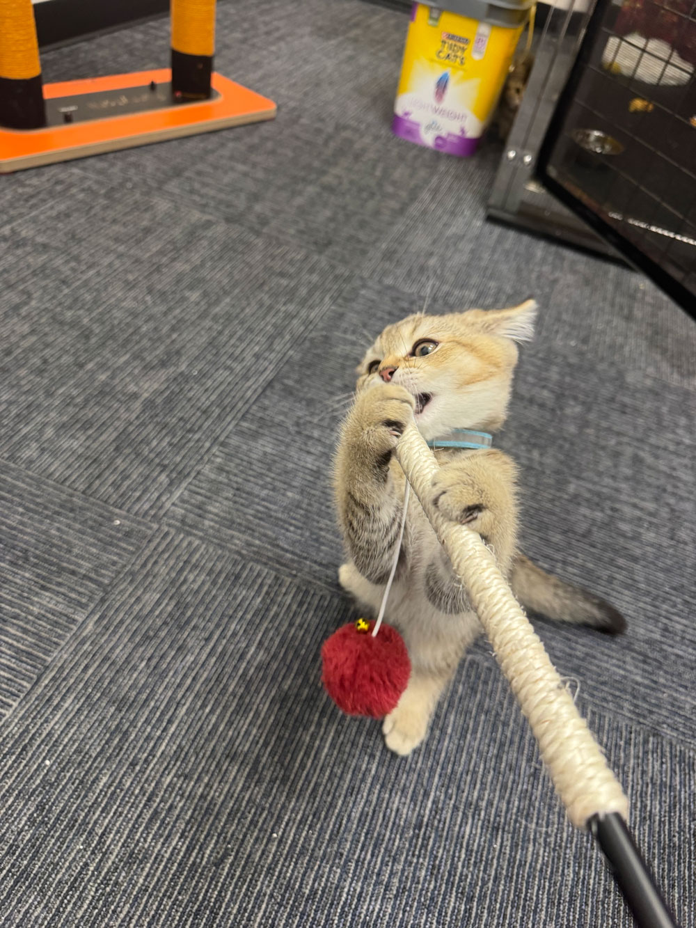 Pet Image