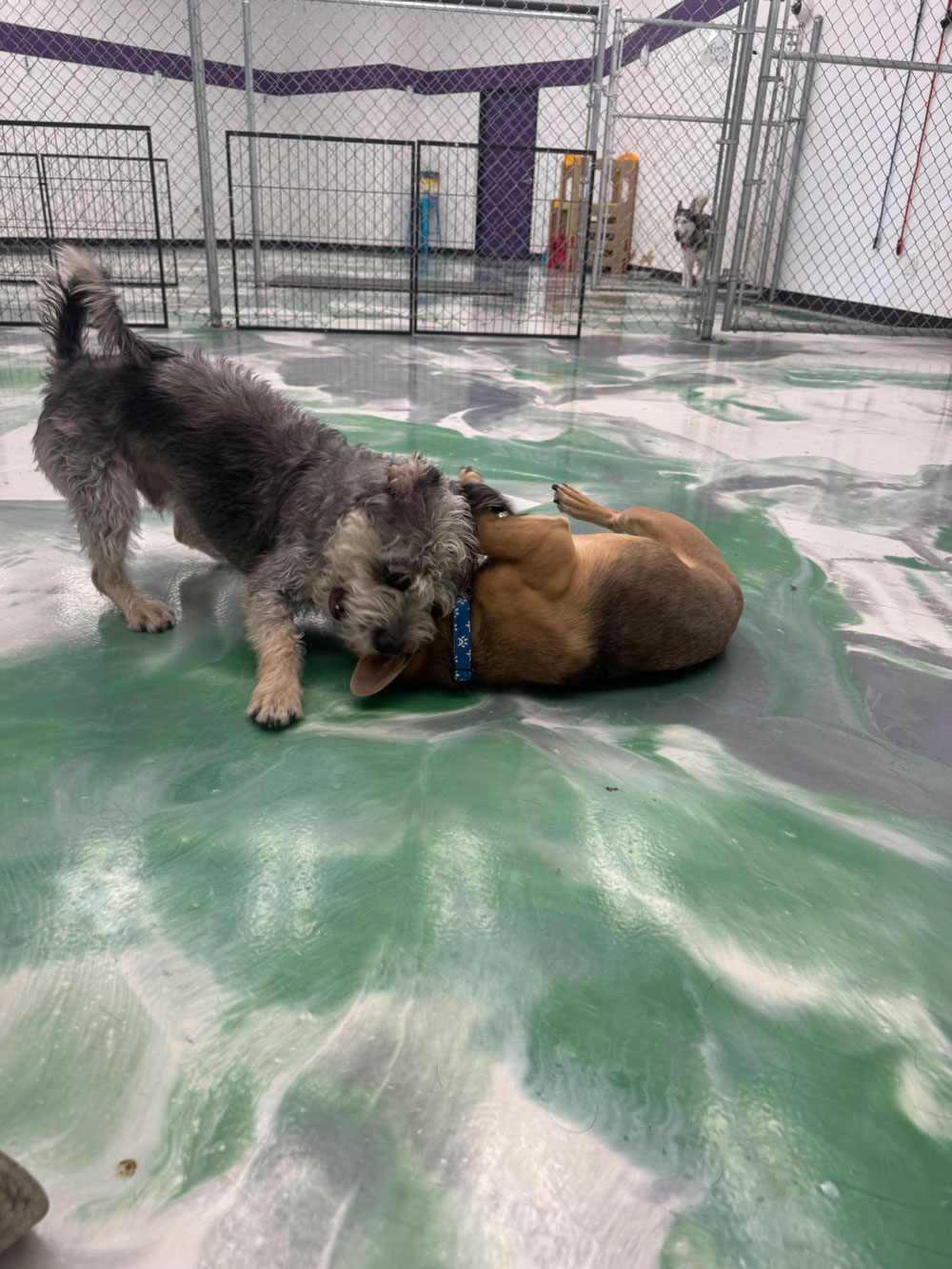 Pet Image