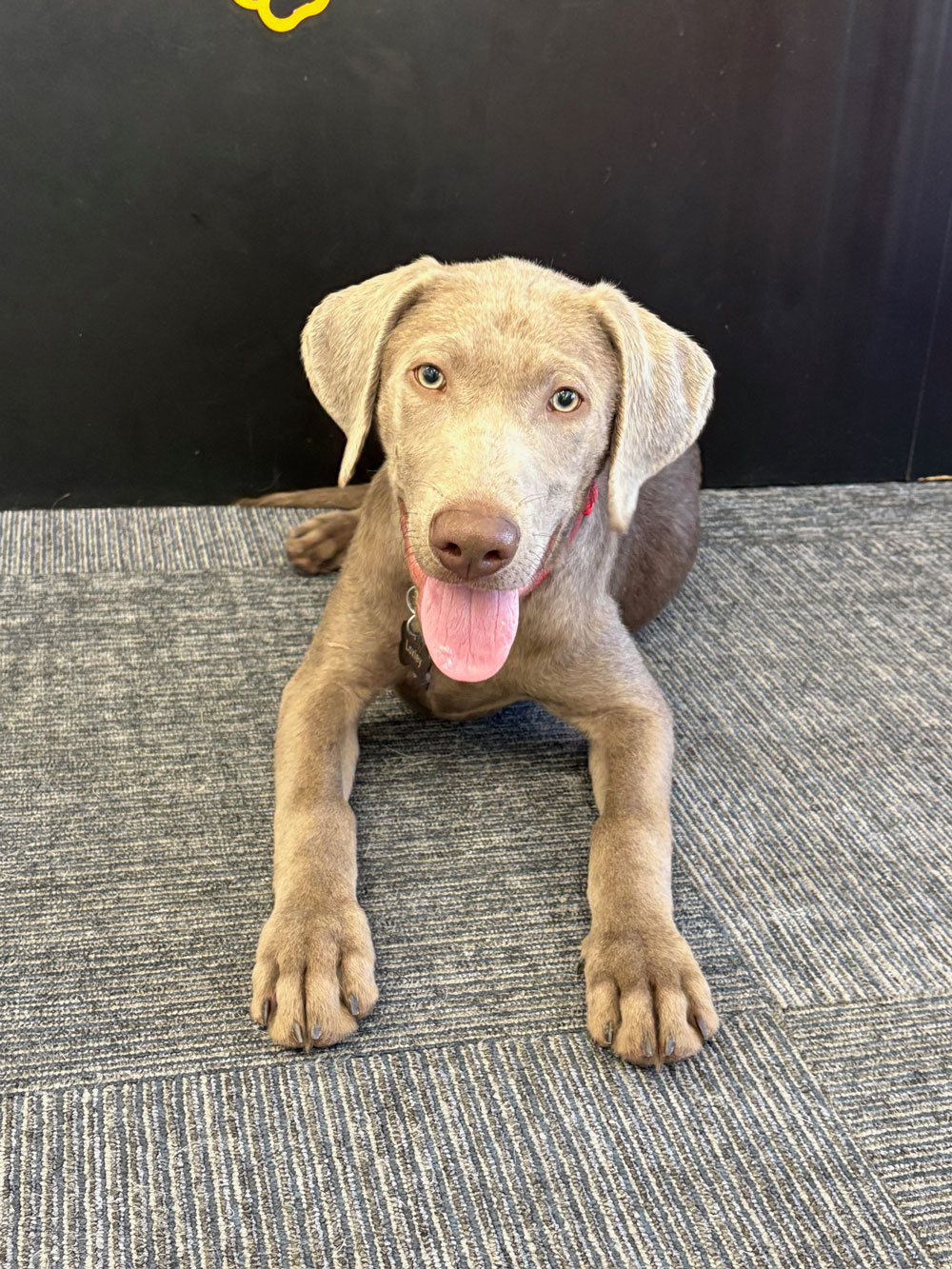Pet Image