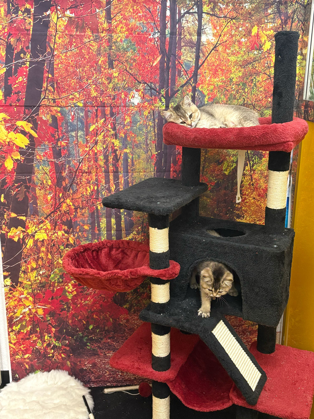 Pet Image