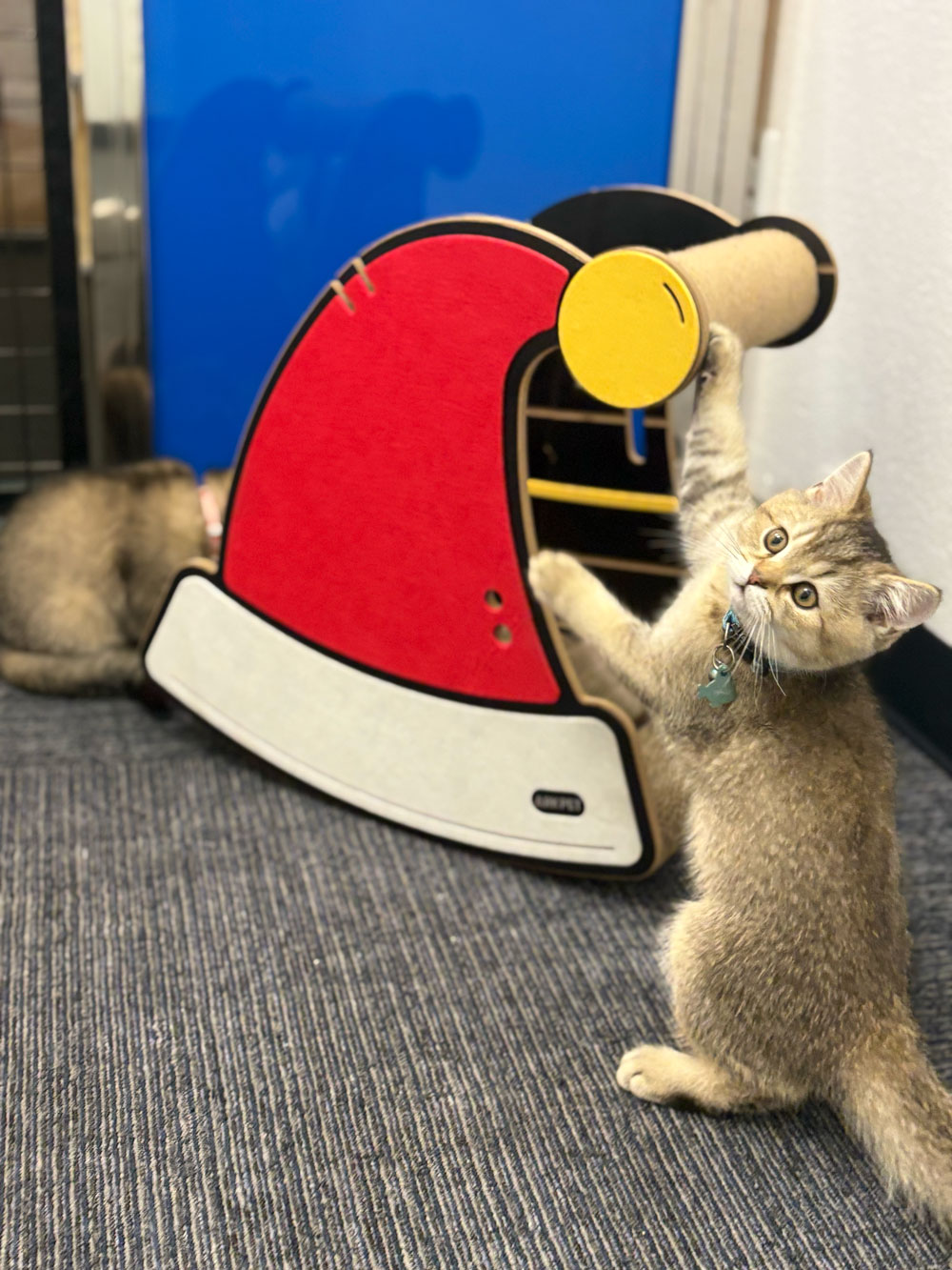 Pet Image