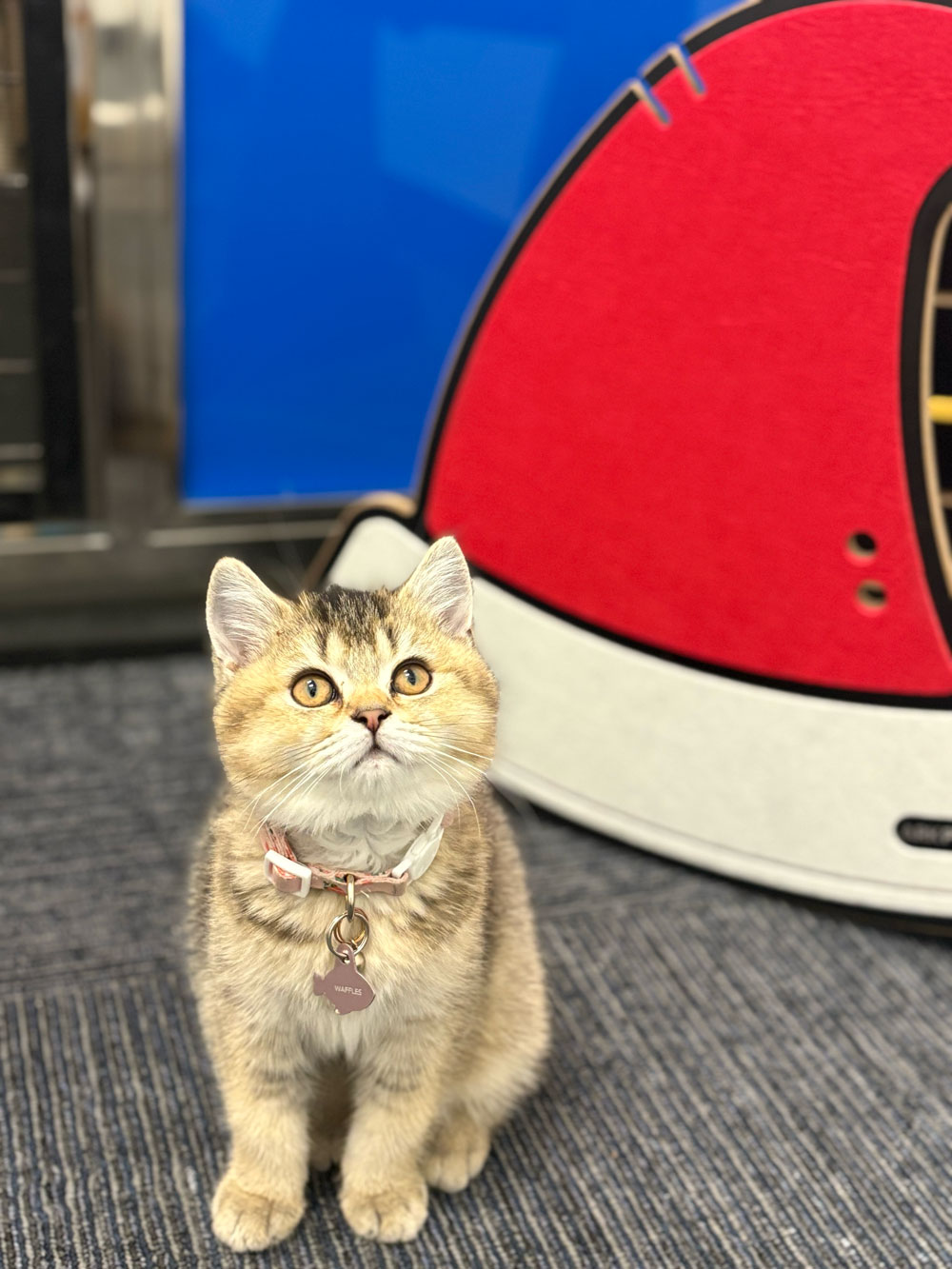 Pet Image
