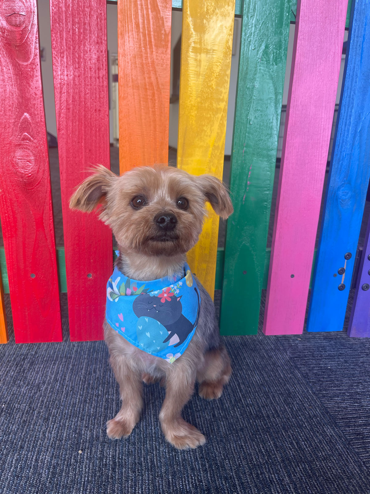 Pet Image
