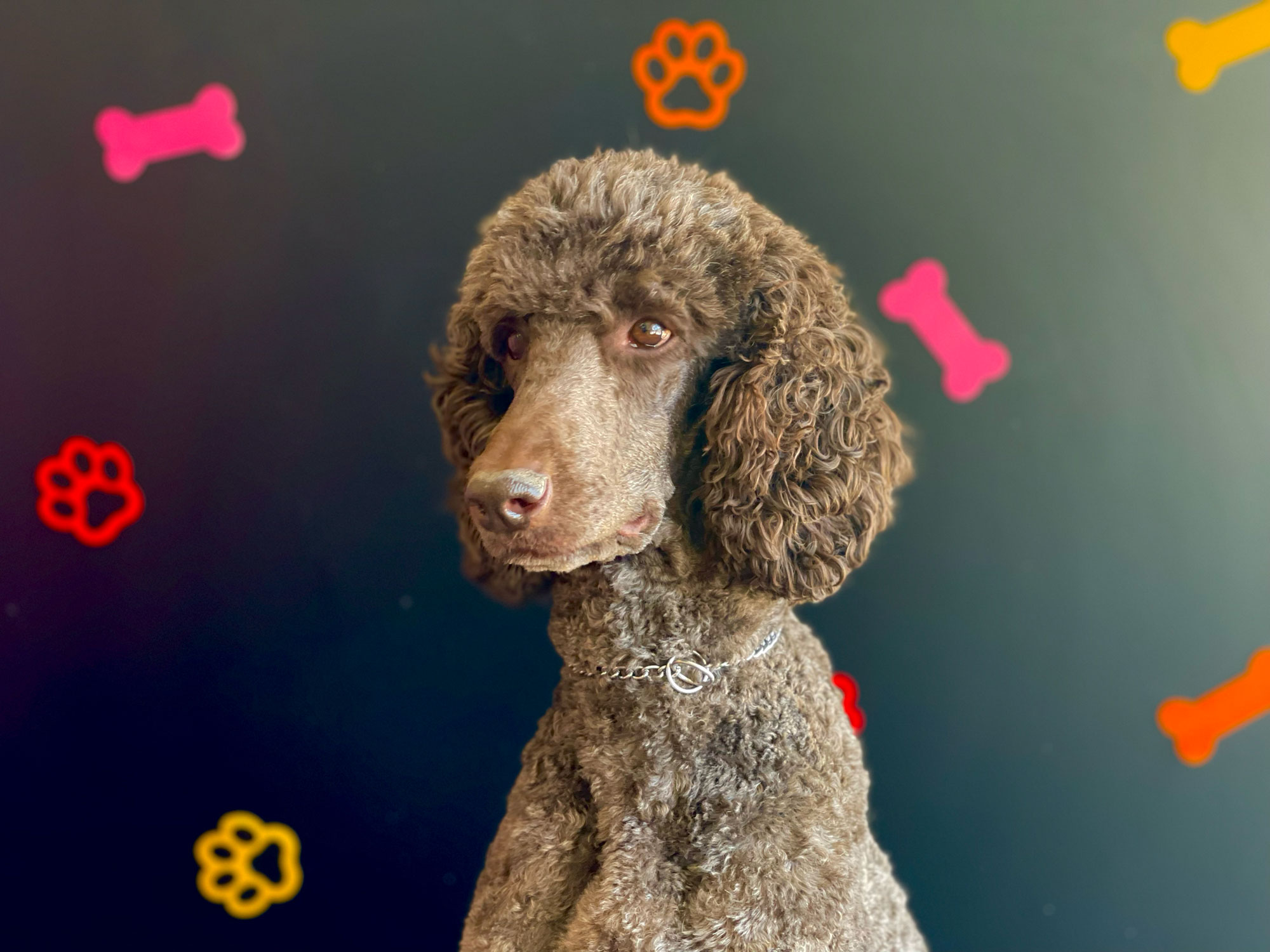 Pet Image