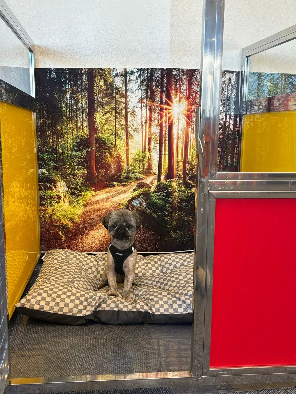 Dog grooming spa at K9 Rox Club
