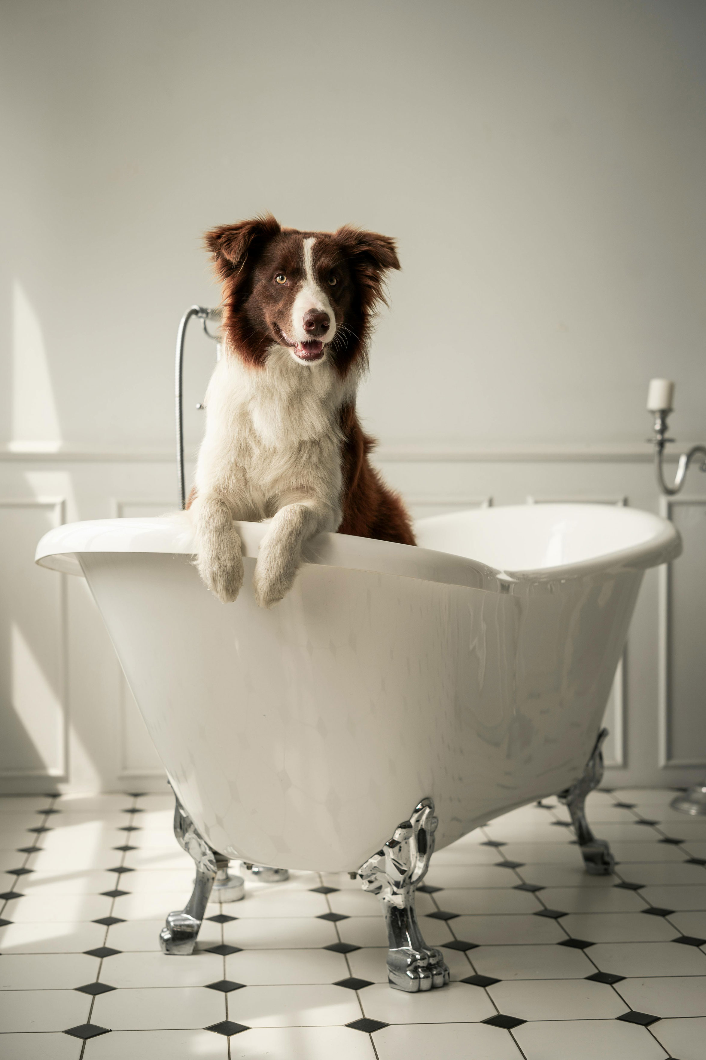 Pet Care Service