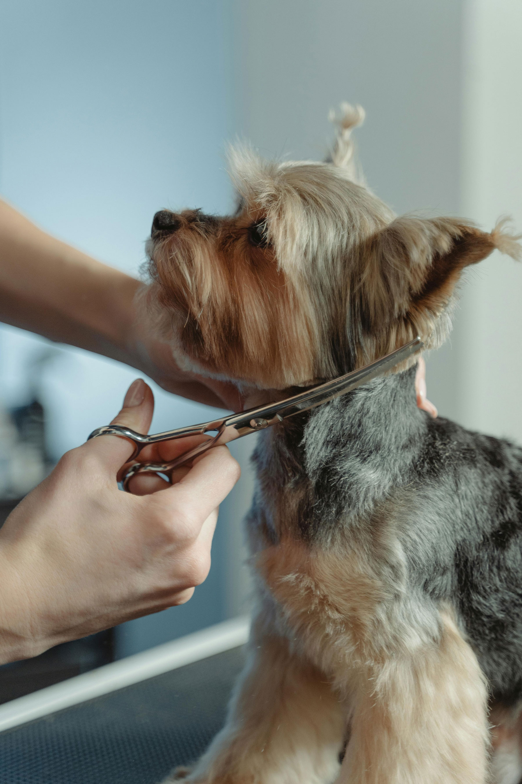 Pet Care Service
