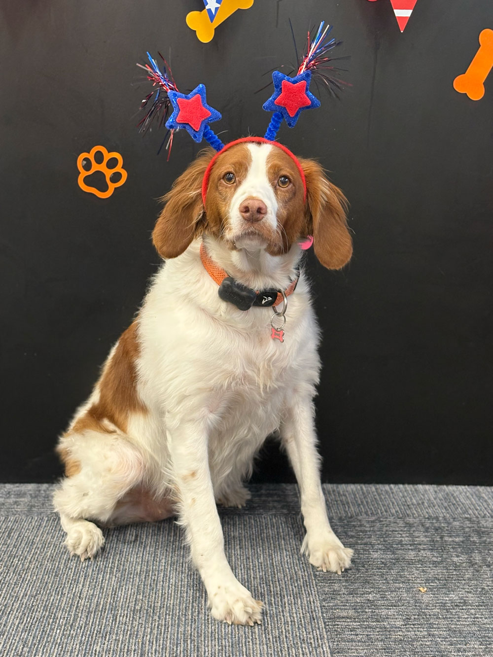 Pet Image